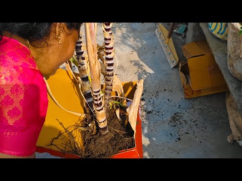 Sivagami Gardening and kitchen.  is live