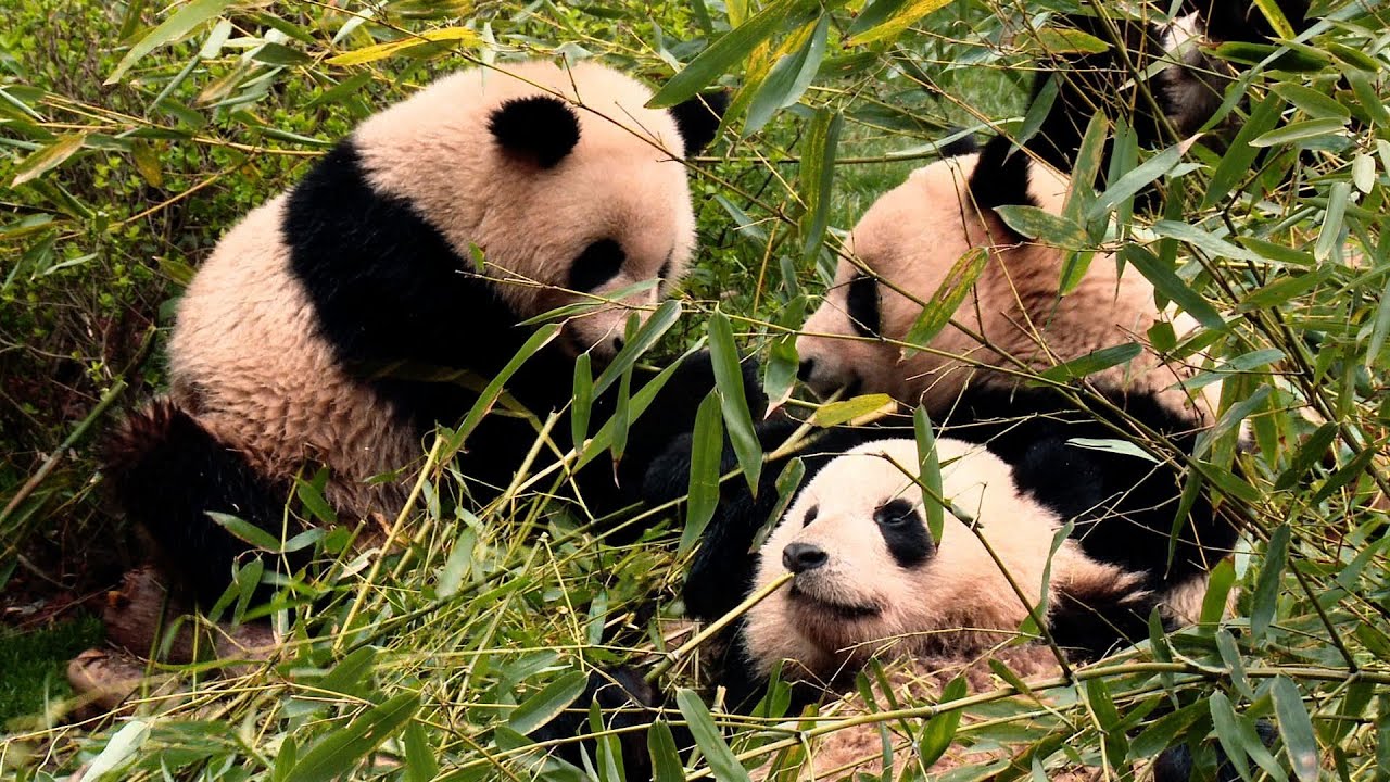 Raw Video: Behind the Scenes at Chengdu Panda Base with First Lady Michelle Obama - YouTube