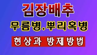 [텃밭농부. 1,246]  김장배추 무름병, 뿌리혹병 현상 및 방제방법 #김장배추재배
