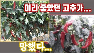 2022년 고추 재배 끝!!! 가격도 없고!!! 생육도 안 좋고!!! 그래도 성공했습니다!!