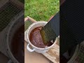 My Bees Are Truly Loved Shorts Beekeeping Beekeeper Honeybees Beeswax Honeycomb