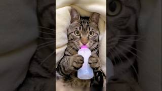 Download lagu kucing pingin susuπΌπ§βπ¦±πΏπ€¨πΌπΈππ#fypγ·#humor mp3 Download lagu kucing pingin susuπΌπ§βπ¦±πΏπ€¨πΌπΈππ#fypγ·#humor mp3
