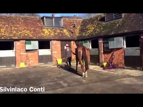 Paul Nicholls previews Betfair Super Saturday and Ascot Chase Day 2016