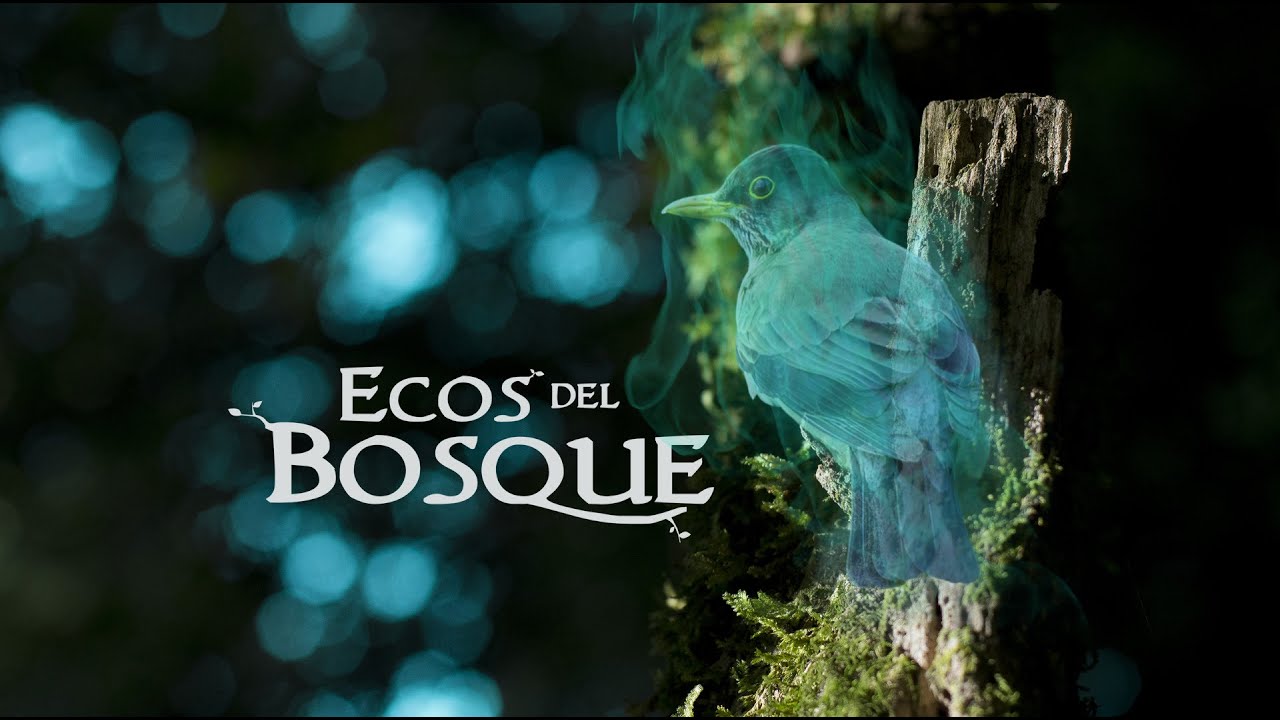 Cortometraje Ecos del Bosque - Proyecto de Título U. MAYOR