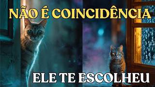 5 SINAIS ESPIRITUAIS Quando Um GATO De RUA Aparece Na SUA CASA (NÃO IGNORE!)