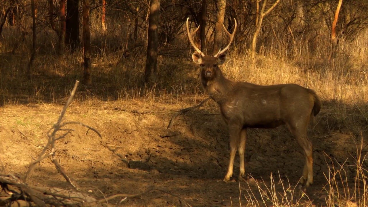 Indien: Safari im Park (0:30)