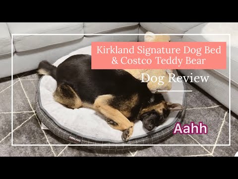 Kirkland Signature Dog Bed and Costco Teddy Bear German Shepherd Dog Review | PlantSy & Gucci