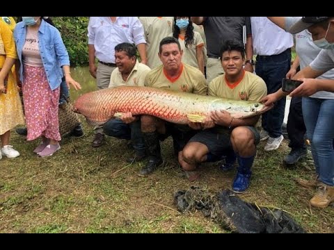 REPRODUCCION DE PAICHE O PIRARUCU (Arapaima gigas) EN IIAP-PUCALLPA-SELVA DEL PERU