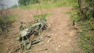 Lên rừng keo tìm cỏ cho bọ lang