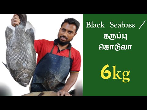 Black Seabass | கருப்பு கொடுவா | 6kg size cutting | Coimbatore