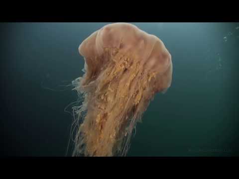 Scuba in Norway with narration