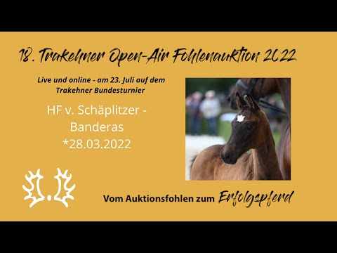 Kat.-Nr. 20 HF v. Schäplitzer - Banderas