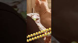 Bogdan Mocanu face mișto de pisică 😂