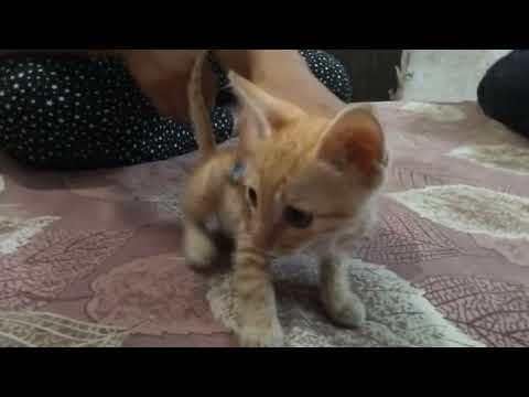 🐈‍⬛🐈‍⬛🐈🐈