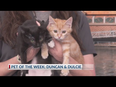 Cute cuddly kittens Duncan & Dulcie need a loving home - YouTube
