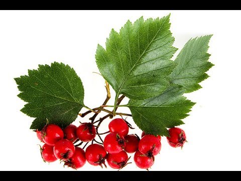 Glog i njegova lekovita svojstva