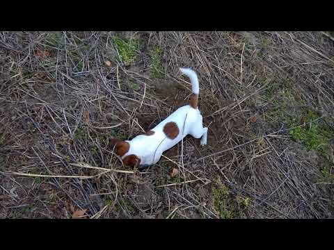 Jack Russell Terrier VS rat