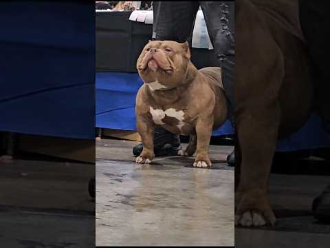 The most extreme American Bully dogs - ABKC dog show 2024 Florida USA