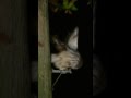 A Quick Video