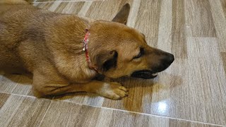 Treasy tries a new collar but it's small