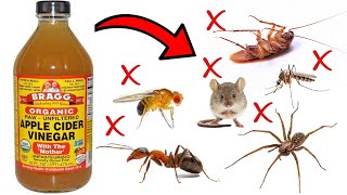 How to Get Rid of Household Pests With Apple Cider Vinegar - ANTS, COCKROACHES, SPIDERS, FLIES, Etc