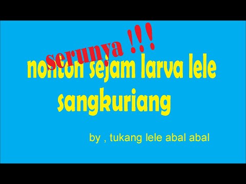 seru juga nonton BIBIT LELE SANGKURIANG YG MASIH LARVA
