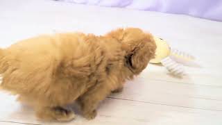 ハーフ犬の動画01