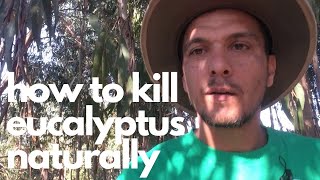 How to kill eucalyptus trees naturally - offgrid living Portugal