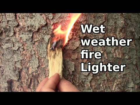 Find Dry Punk Wood Fire Tinder When Everything Is Wet