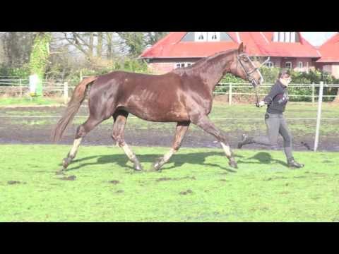 8-jährige Ol Stute von Florencio/Feinbrand mit ihrem Hengstfohlen von Aquilino bei Fuß
