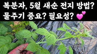 복분자, 5월 새순 전지 방법?  물주기 중요? 필요성? 
