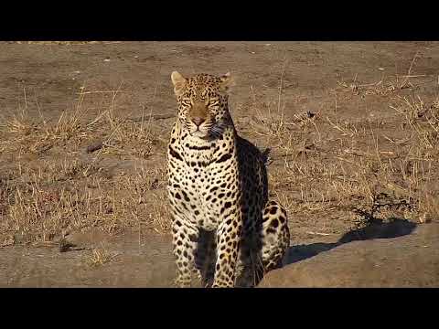 Djuma  Leopard-Hosana male - 16:13  - 06/16/19