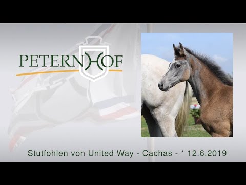 Stutfohlen von United Way x Cachas