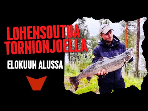 LOHENSOUTUA TORNIONJOELLA ELOKUUN ALUSSA ( LOHENKALASTUS - TORNIONJOKI - EEMELIVAAPUT )