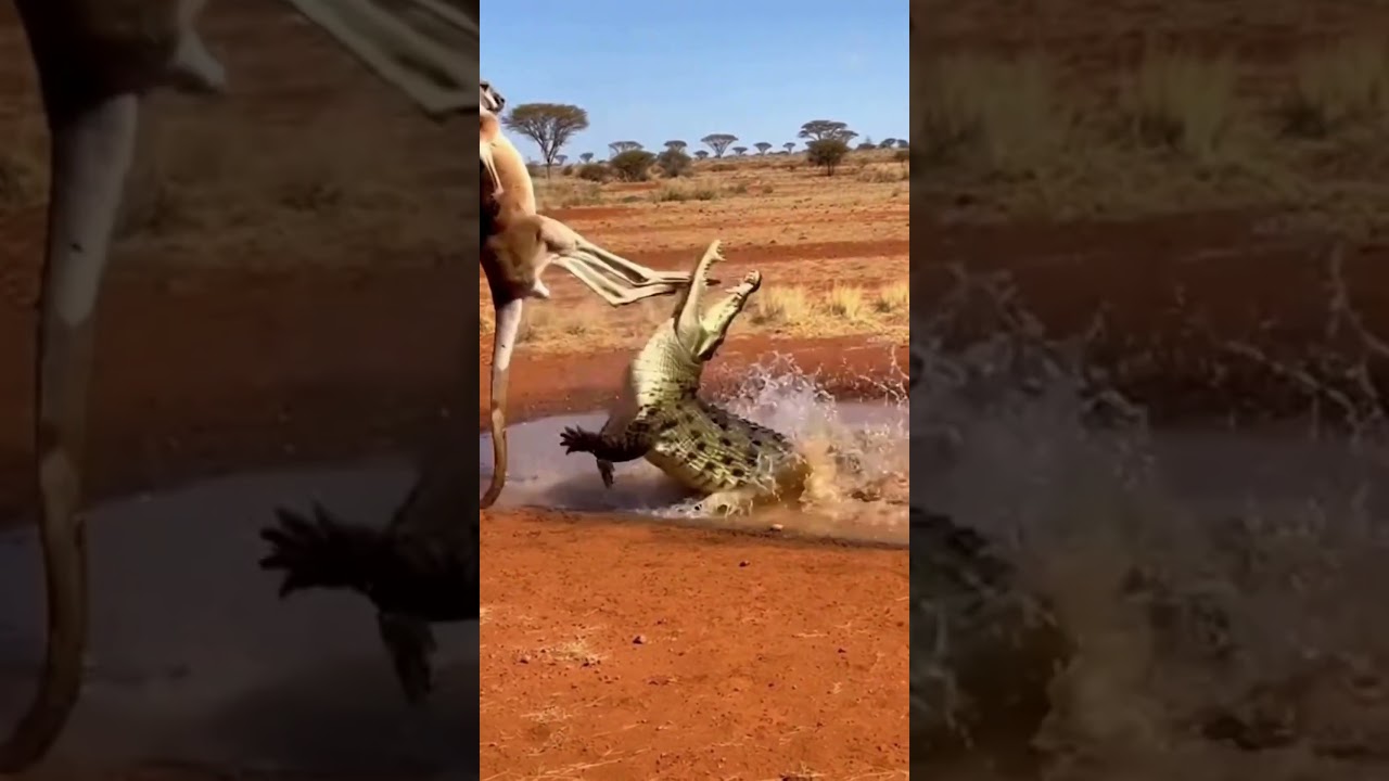 Kangaroo Kicks Crocodile Away in Wild Showdown 🦘🐊캥거루가 악어를 발차기로 밀어내다 🦘🐊カンガルーがワニを蹴り飛ばす対決 🦘🐊