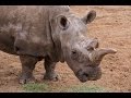Critically Endangered Northern White Rhino Returns To Field