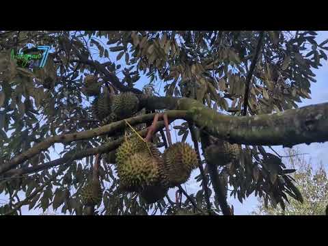 Video vườn Sầu Kiến