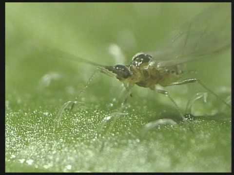 Vídeo mostra a transmissão do vírus (PRSV) causador da Mancha Anelar do Mamoeiro