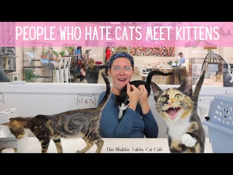 PEOPLE WHO HATE CATS MEET KITTENS 😺