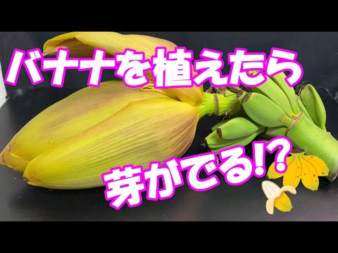 庭にバナナの木を植えることも可能です！そこに熱帯林を生み出す丈夫な種は何でしょうか?  庭園