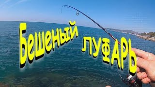 Луфарь черноморский как ловить в крыму