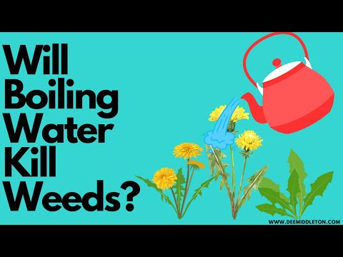 Will Boiling Water Kill Weeds?