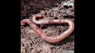 La vie, indispensable à la structure du sol