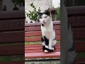 Tuxedo Cat