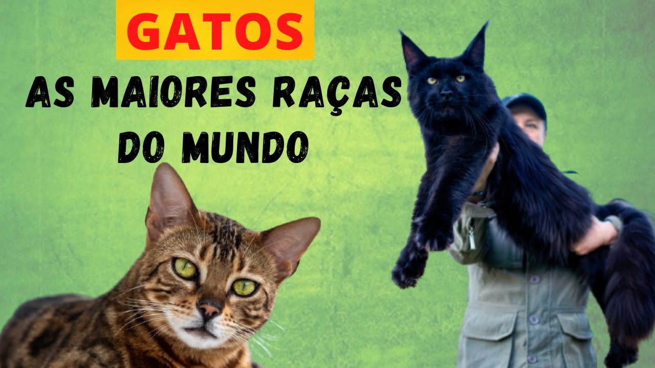 GATOS GIGANTES! VEJA AS MAIORES RAÇAS DO MUNDO! GATOS DE ESTIMAÇÃO ENORMES QUE VOCÊ PODE TER EM CASA