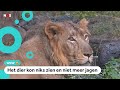Wilde leeuw krijgt nieuwe ogen