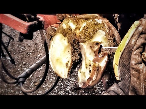 ABSCESS BURST OPEN DEEP HOLE cows hoof is PEELING OFF! Cow 9002