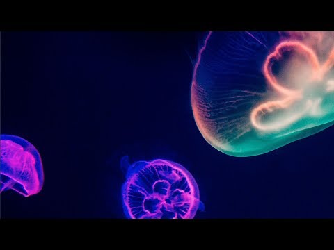 Shane 54 feat Clara Sofie - Delirium (Official Music Video)