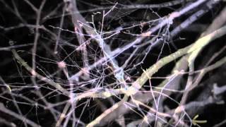 The Zen Circus - Canzoni contro la natura (teaser album e tour)