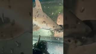 Hammerhead Shark in the Tank!